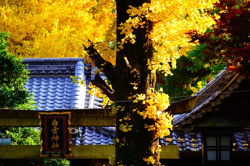 1094_洛中 京都御苑_京都