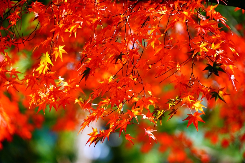 1096_洛中 京都御苑_京都