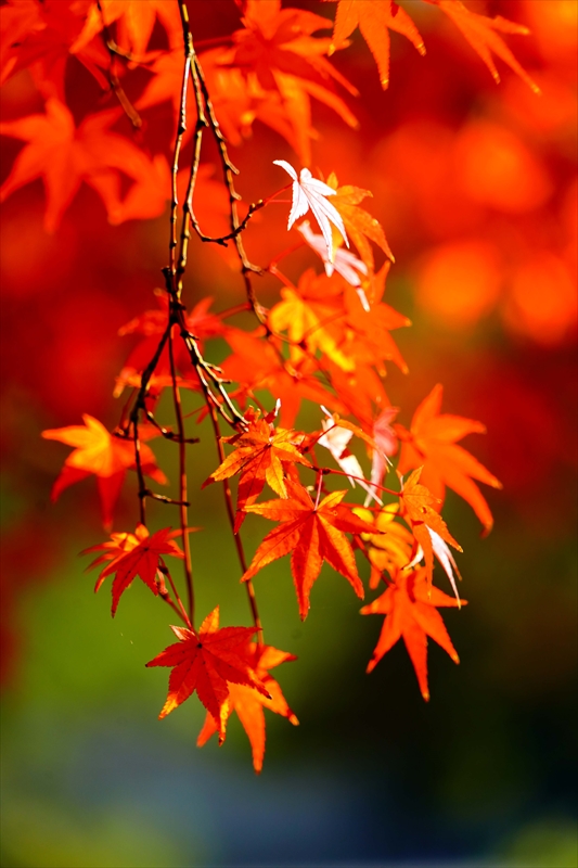 1097_洛中 京都御苑_京都