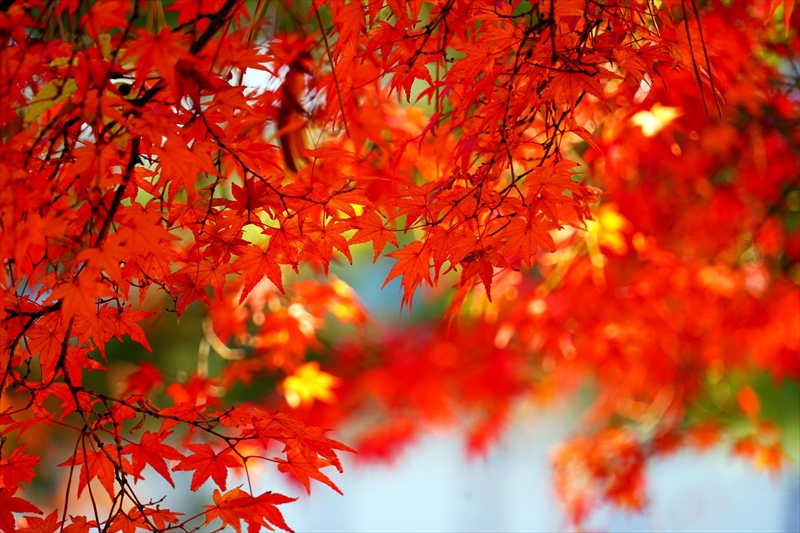 1098_洛中 京都御苑_京都