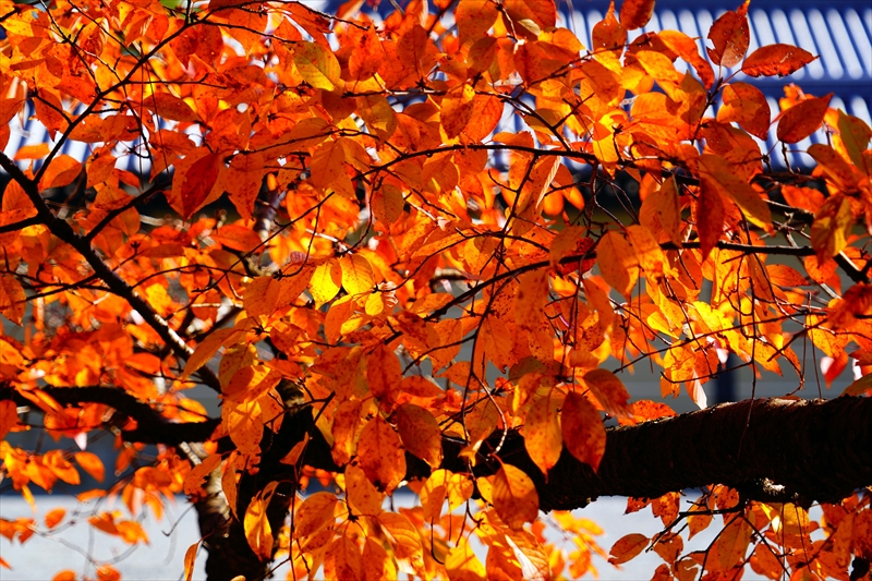 1101_洛中 京都御苑_京都