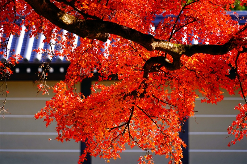 1104_洛中 京都御苑_京都