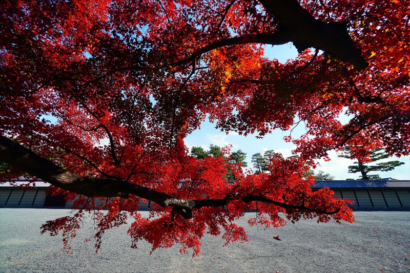 1106_洛中 京都御苑_京都