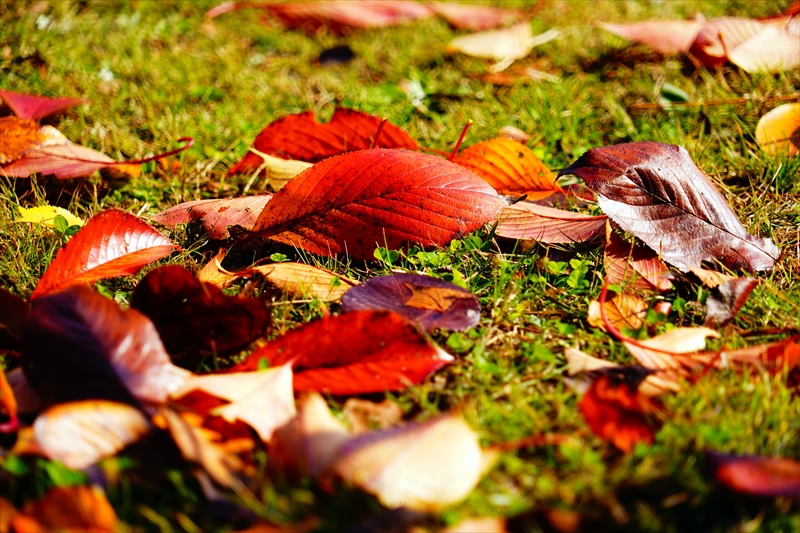 1108_洛中 京都御苑_京都