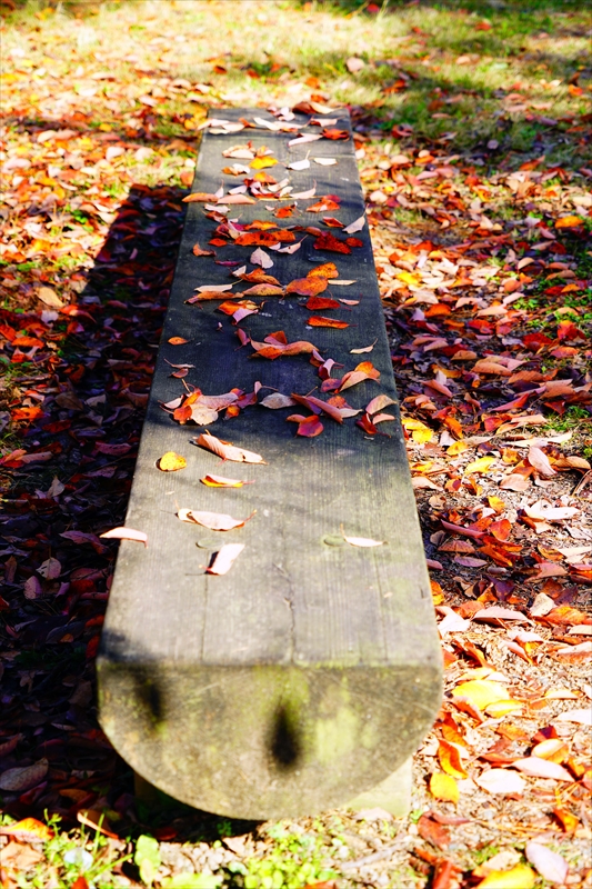 1109_洛中 京都御苑_京都