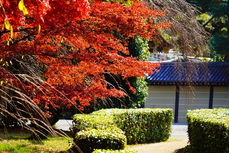 1110_洛中 京都御苑_京都