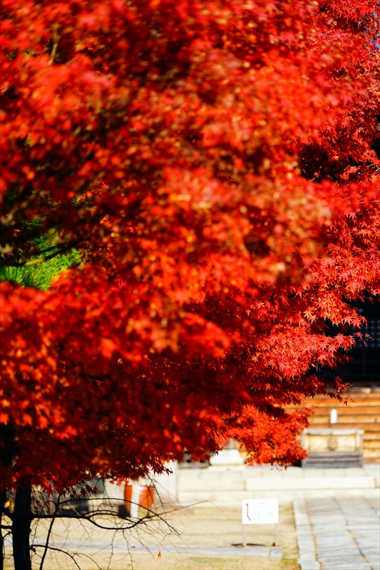 1149_洛中 妙顕寺_京都