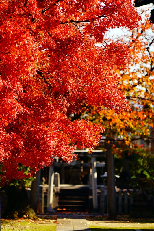 1151_洛中 妙顕寺_京都