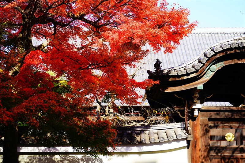 1154_洛中 妙顕寺_京都
