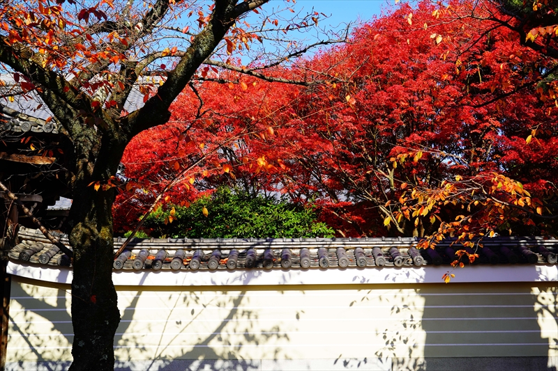 1155_洛中 妙顕寺_京都