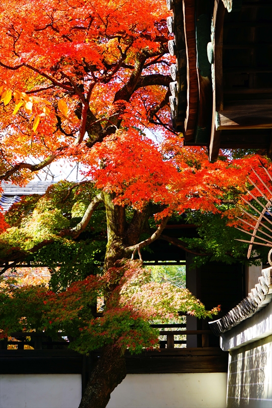 1156_洛中 妙顕寺_京都