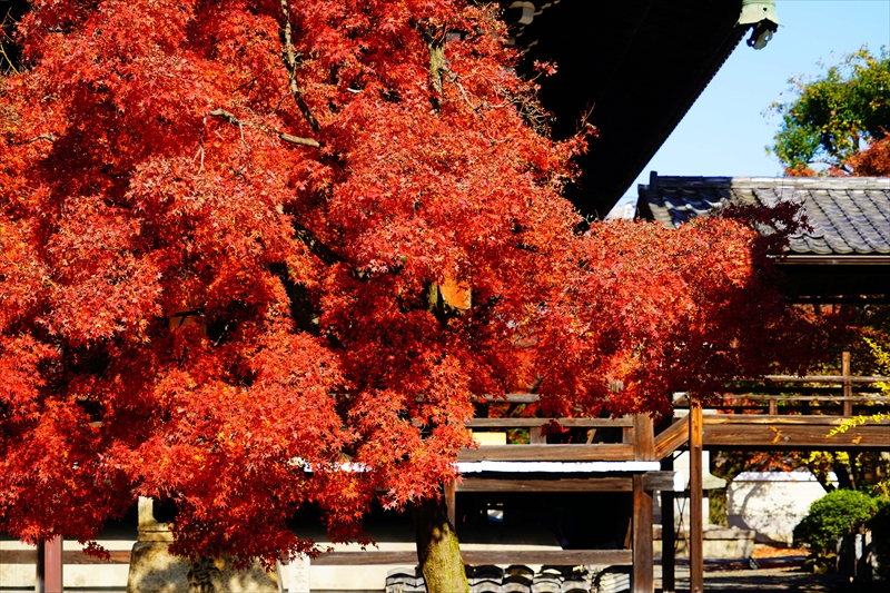 1159_洛中 妙顕寺_京都