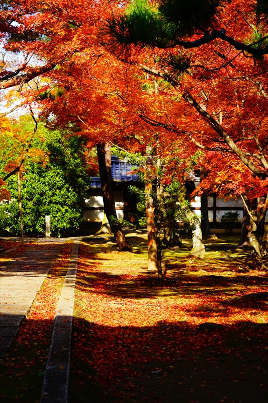 1072_洛北 大徳寺・芳春院_京都