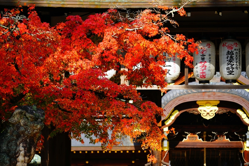 1028_洛北 今宮神社_京都