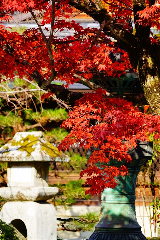 1030_洛北 今宮神社_京都