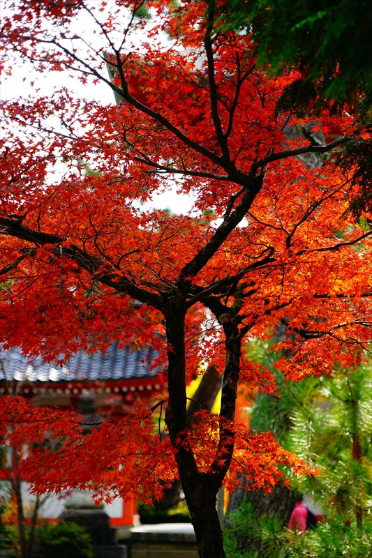 1033_洛北 今宮神社_京都