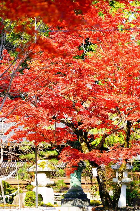1036_洛北 今宮神社_京都