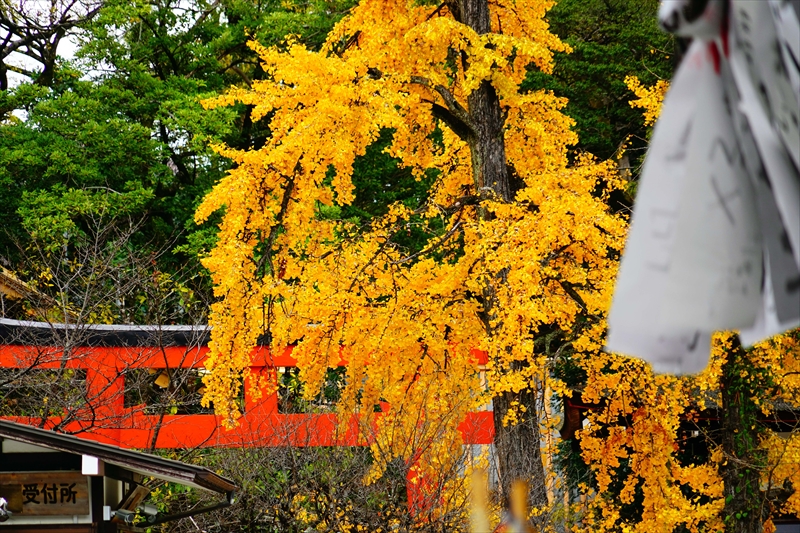 1084_洛北 下賀茂神社_京都