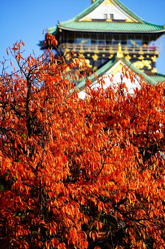 1017_大阪城_大阪