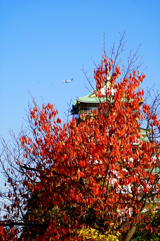 1018_大阪城_大阪