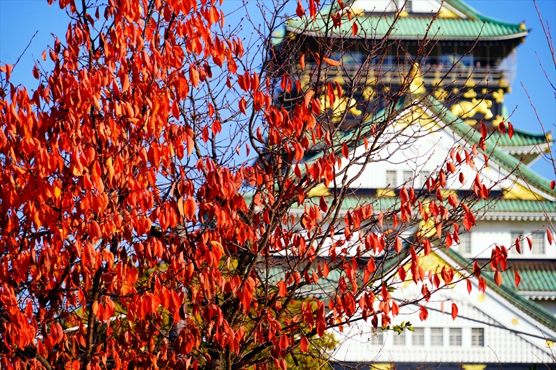 1019_大阪城_大阪