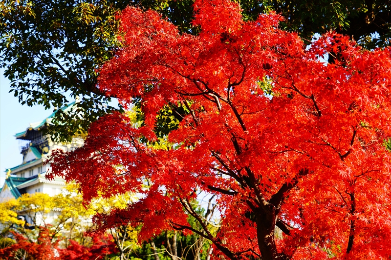 1022_大阪城_大阪