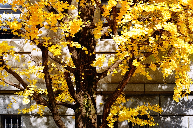 1001_日本銀行大阪支店_大阪