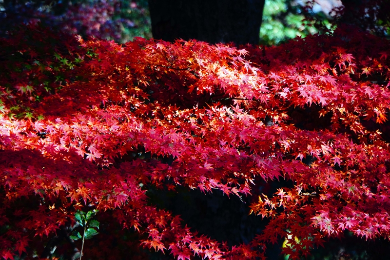 1026_上野恩賜公園_東京