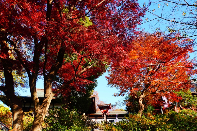 1029_上野恩賜公園_東京