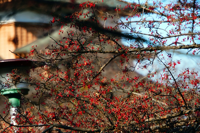 1004_高島城_長野