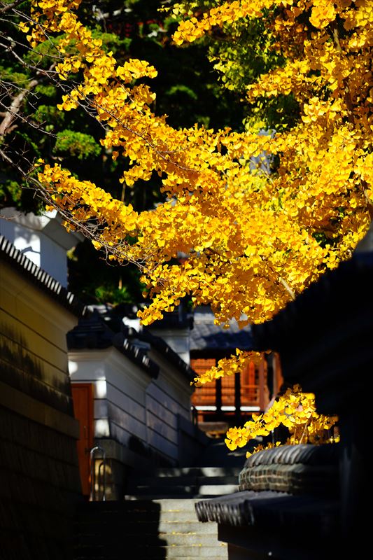 1046_神戸市須磨寺_兵庫