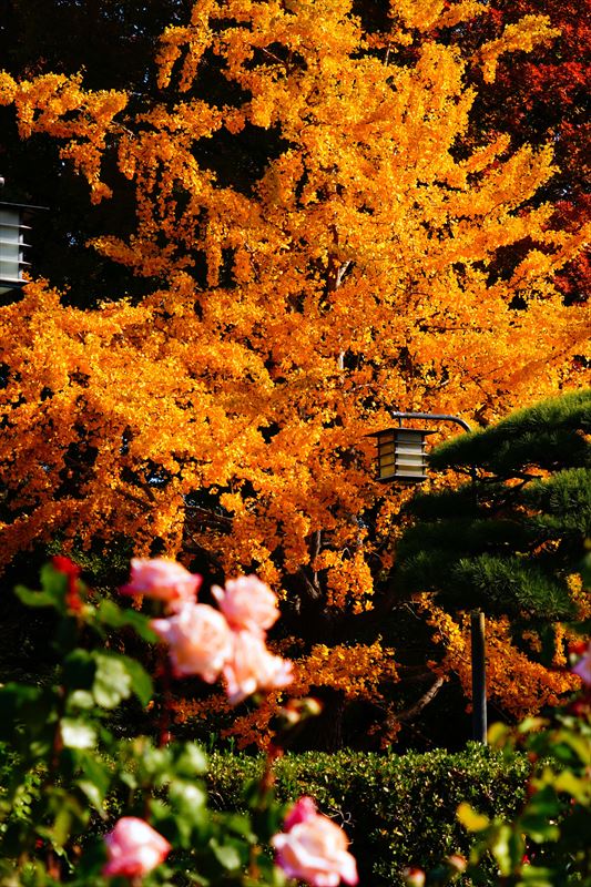 1048_神戸市須磨離宮公園_兵庫