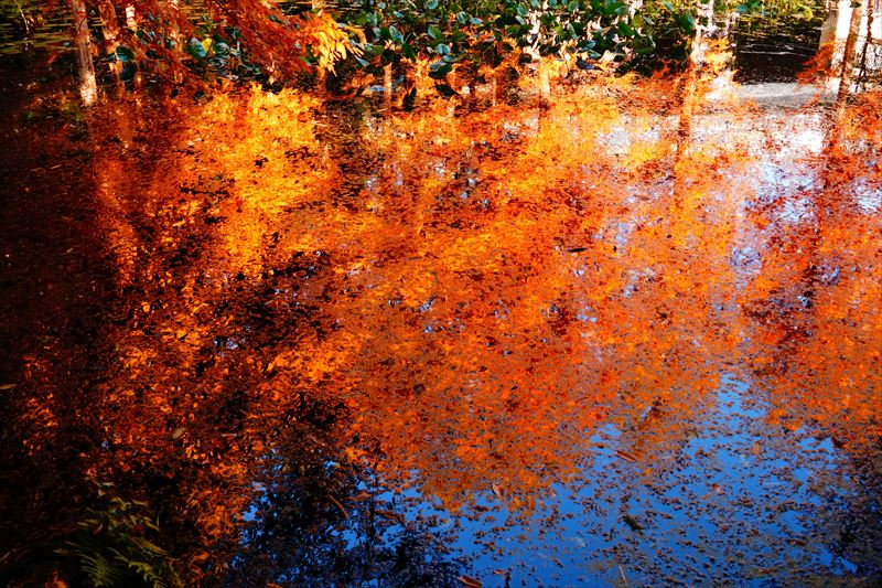 1049_神戸市須磨離宮公園_兵庫