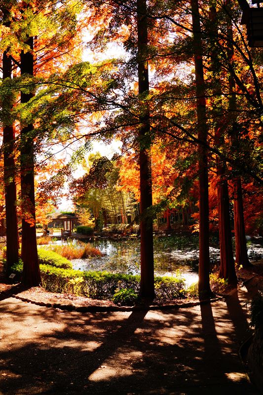 1051_神戸市須磨離宮公園_兵庫