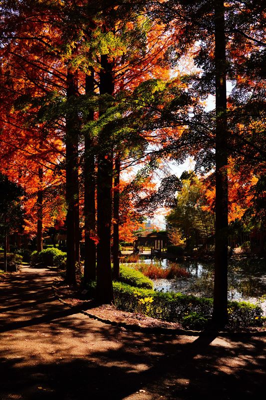 1052_神戸市須磨離宮公園_兵庫