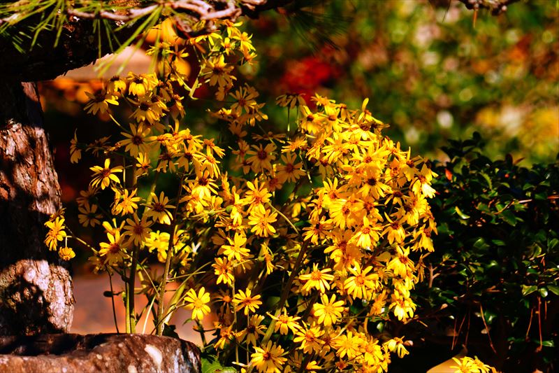 1055_神戸市須磨離宮公園_兵庫