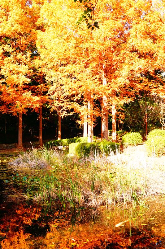 1058_神戸市須磨離宮公園_兵庫