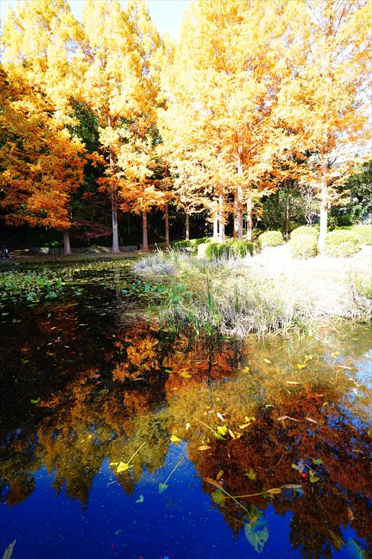 1059_神戸市須磨離宮公園_兵庫