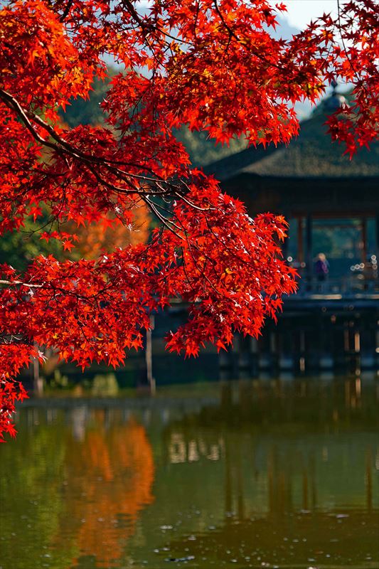 1087_奈良公園鷺池_奈良