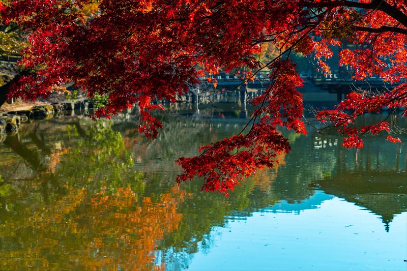 1088_奈良公園鷺池_奈良