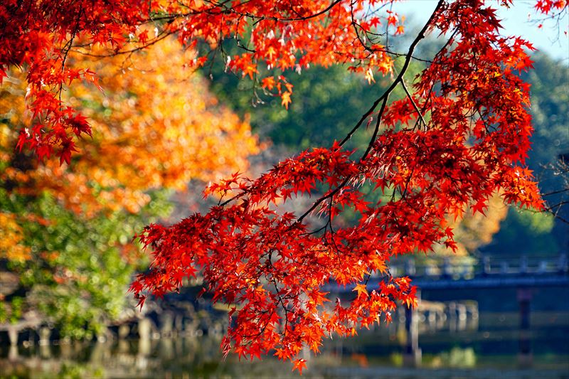 1089_奈良公園鷺池_奈良