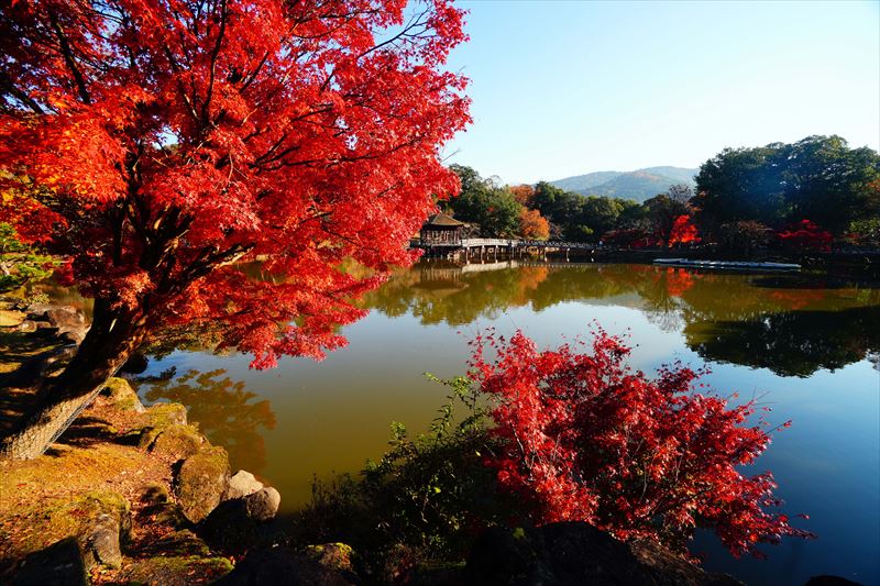1090_奈良公園鷺池_奈良