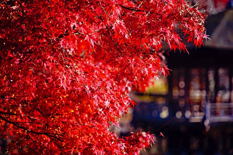 1091_奈良公園鷺池_奈良