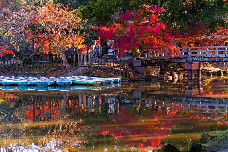 1093_奈良公園鷺池_奈良