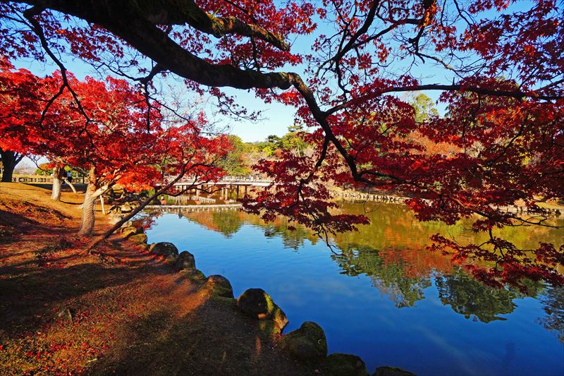 1095_奈良公園鷺池_奈良