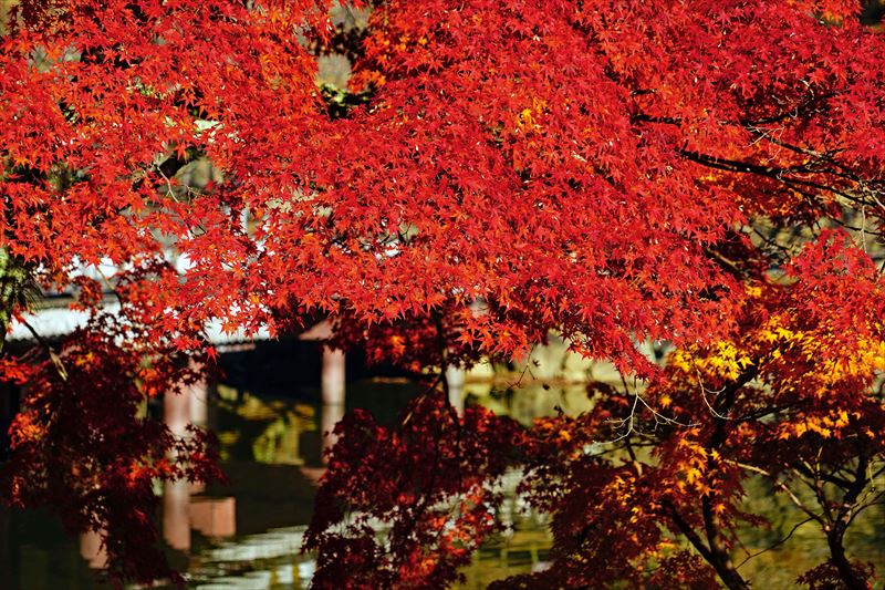 1096_奈良公園鷺池_奈良