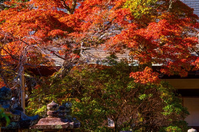 1104_春日大社_奈良