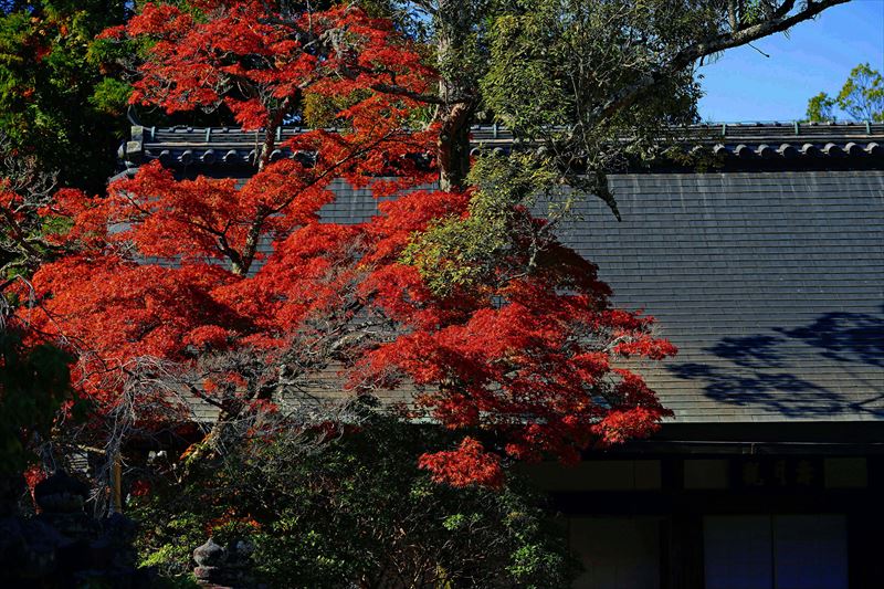 1105_春日大社_奈良