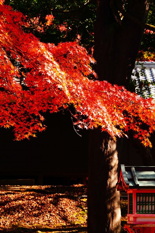 1111_春日大社_奈良