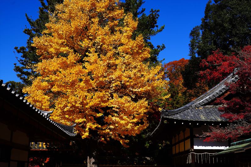 1115_手向山八幡宮_奈良